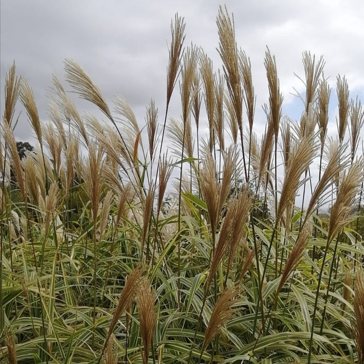 Dried and Grasses