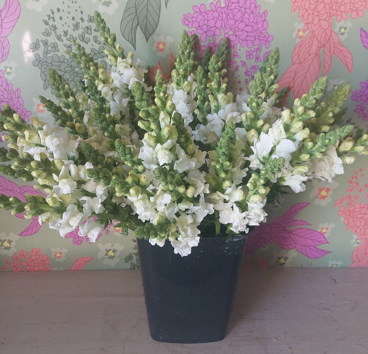 White snapdragons