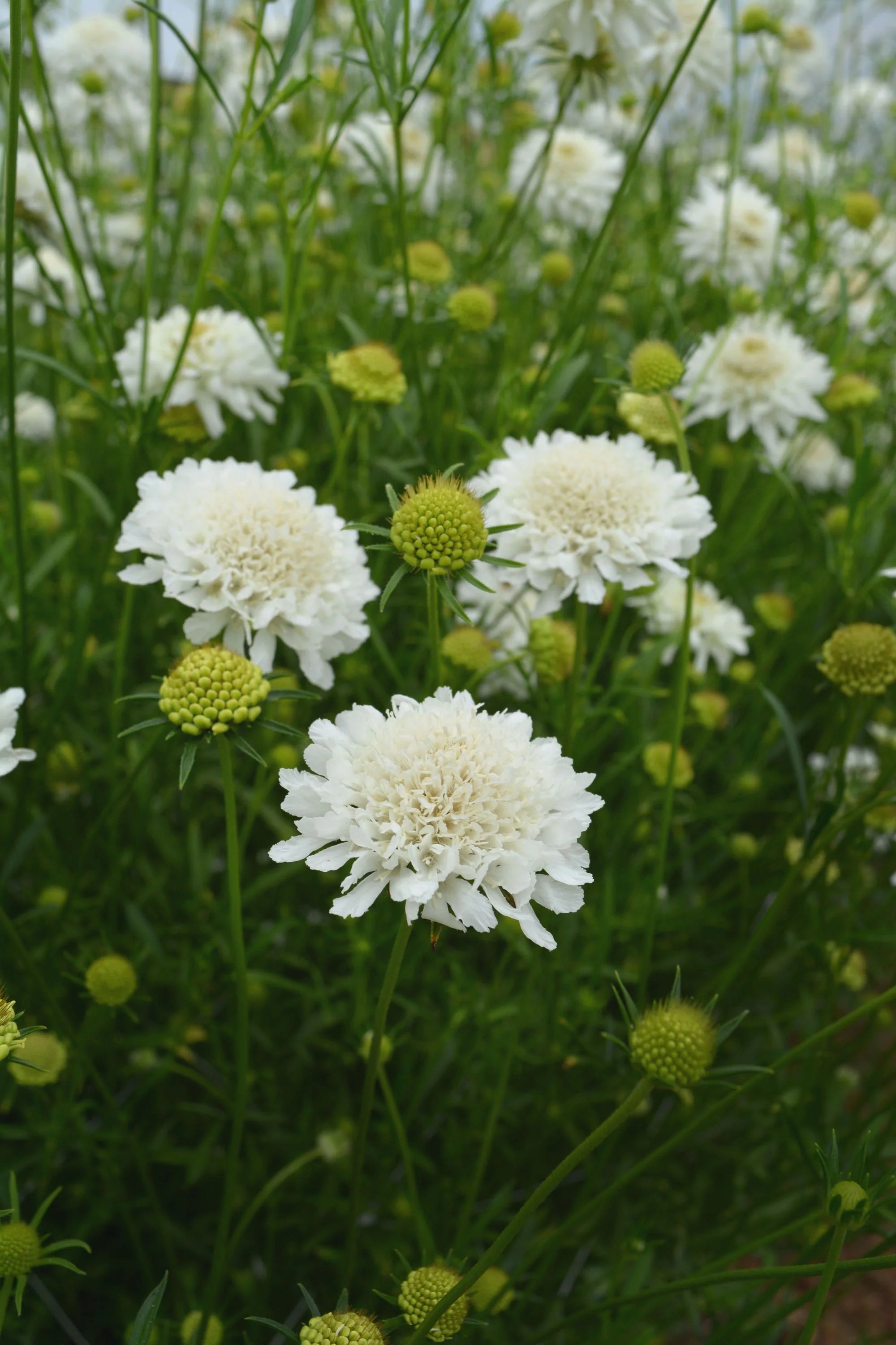Scabiosa White Seeds Jamestown Flower Farm