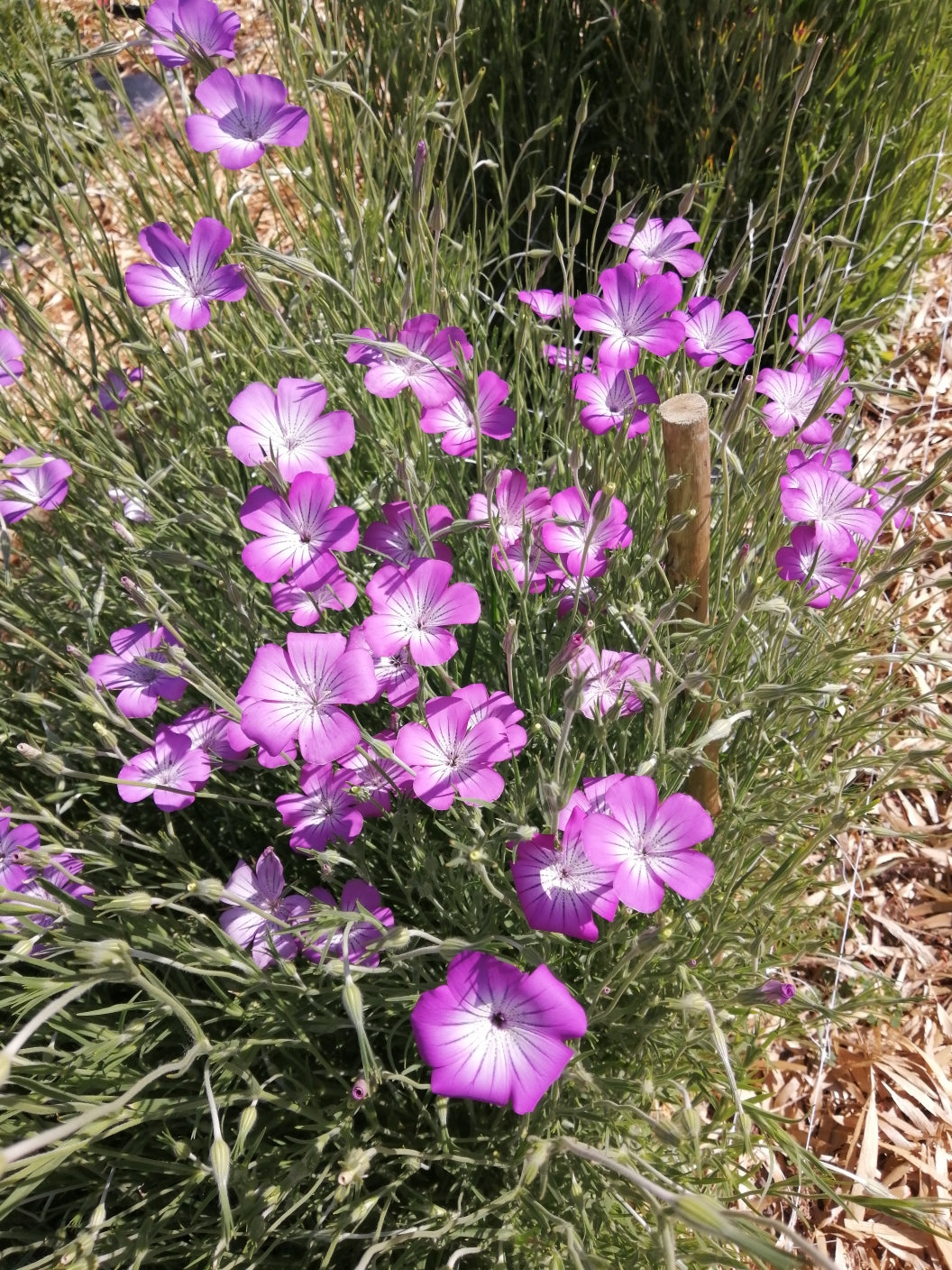 Agrostemma - purple - seeds