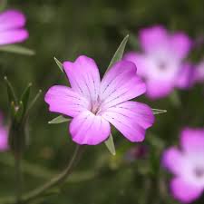 Agrostemma - purple - seeds
