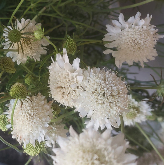 Scabiosa - white - pincushion flower