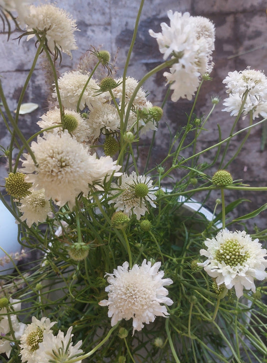 Scabiosa - white - pincushion flower