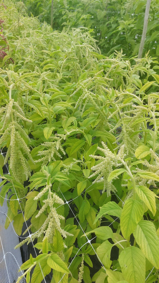 Amaranth Emerald Falls