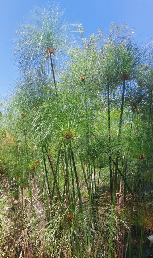 Papyrus