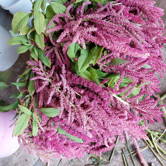 Amaranth "Coral Fountains" Seeds