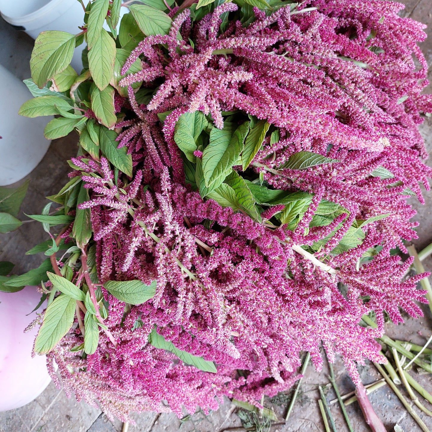 Amaranth "Coral Falls" Seeds