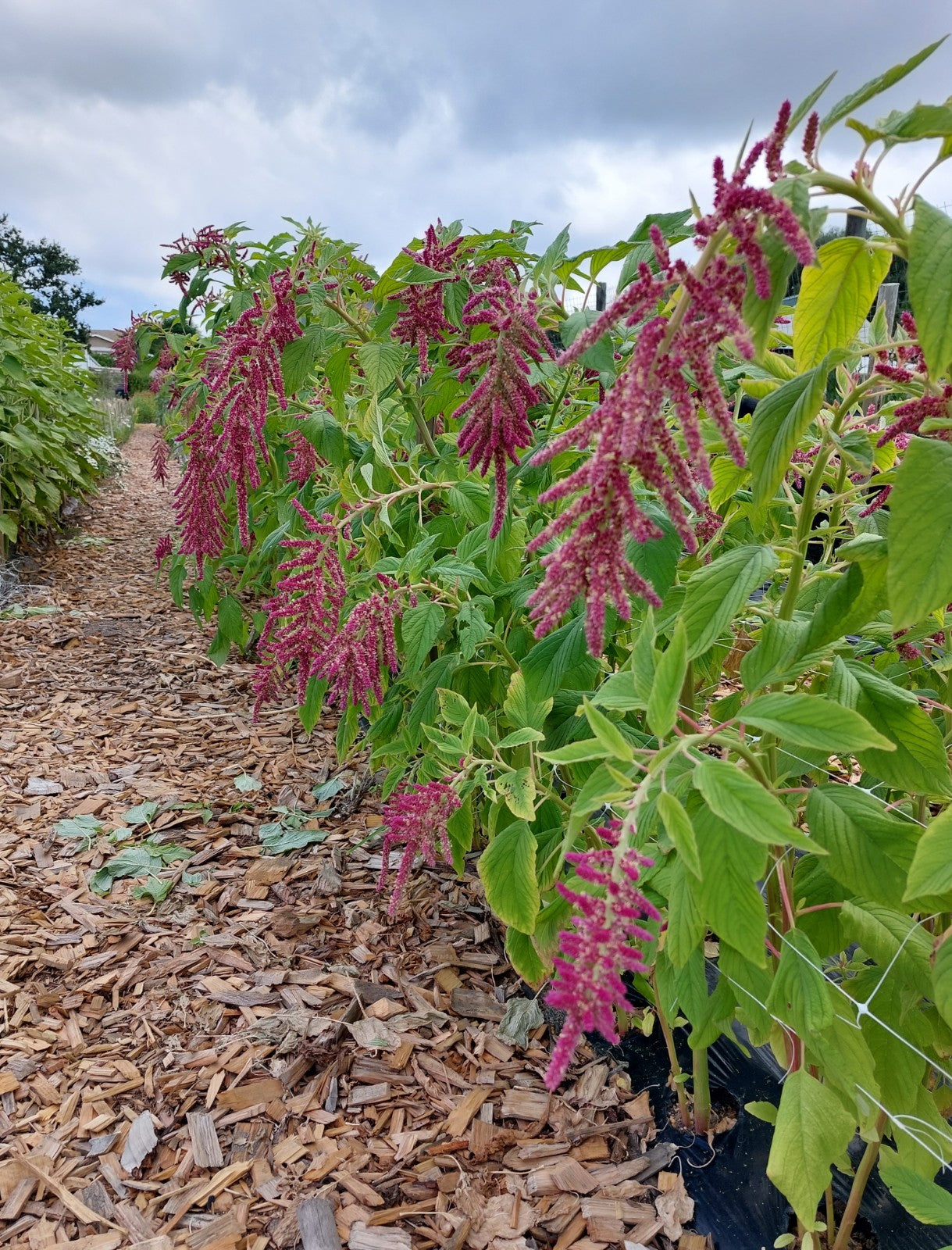 Amaranth "Coral Falls" Seeds