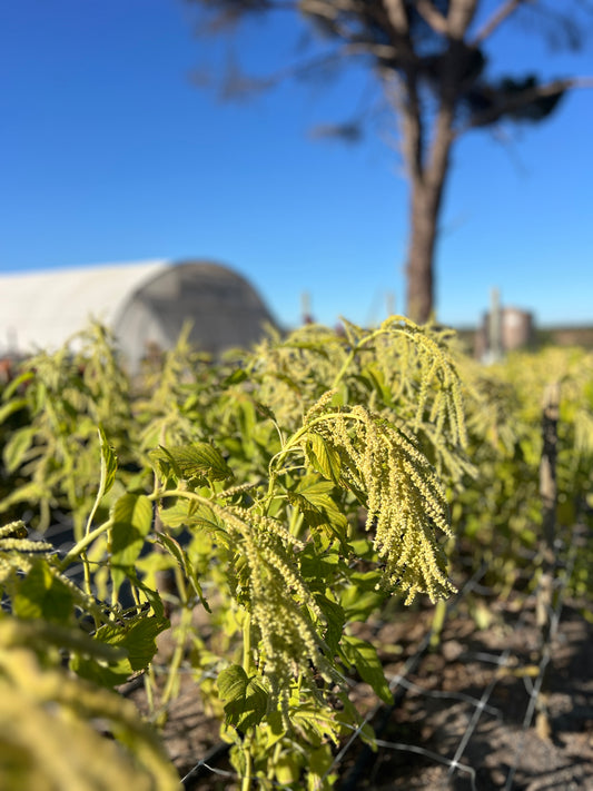 "Green Hanging" Amaranthus