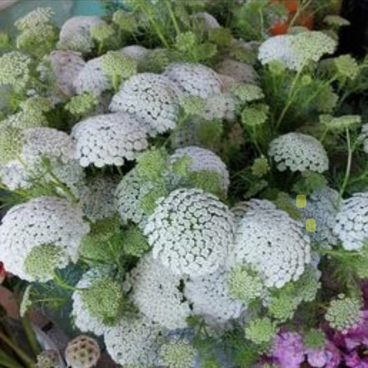 Lace flower - Ammi Lace