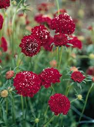 Scabiosa Red - Seeds