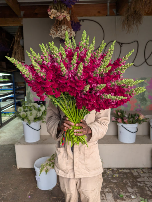 Snapdragons - velvet red
