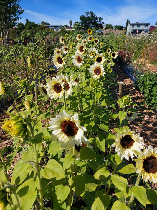 Sunflowers - white