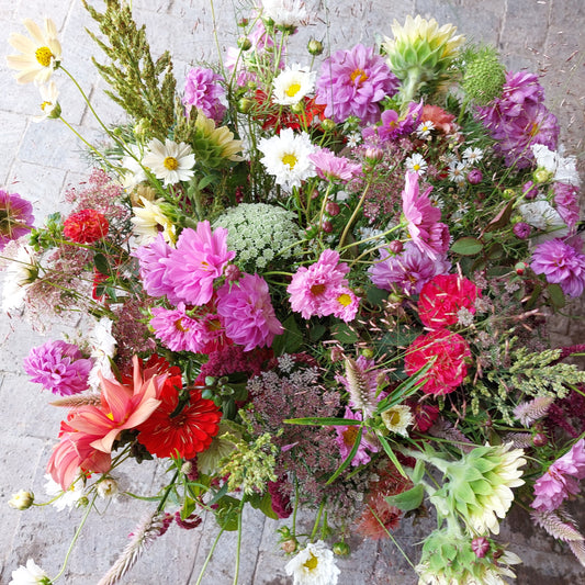 XL Extra Large Bunch - R600