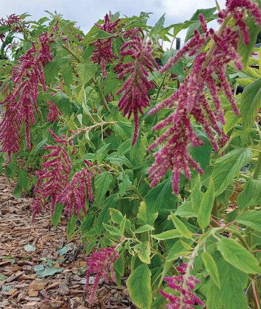 Amaranth coral falls