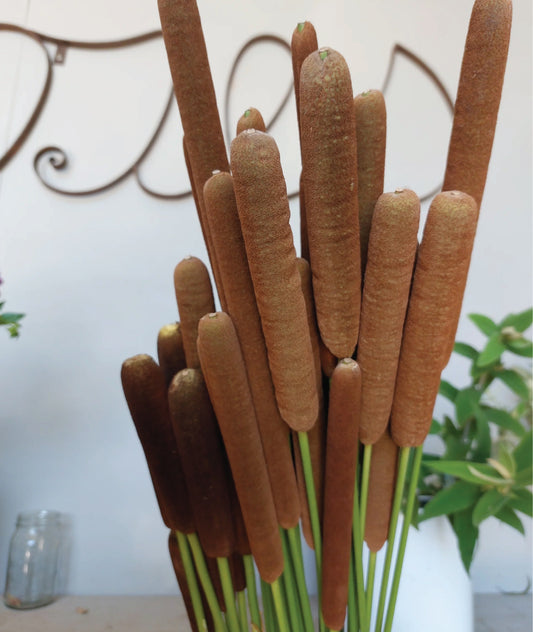 Bullrush