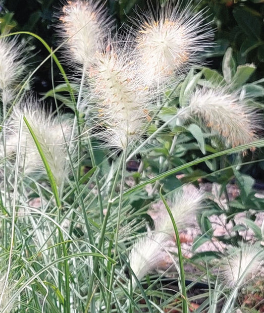 Grass - Feather top fountain grass