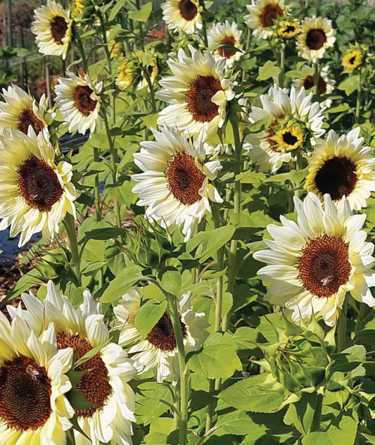 Sunflowers - white
