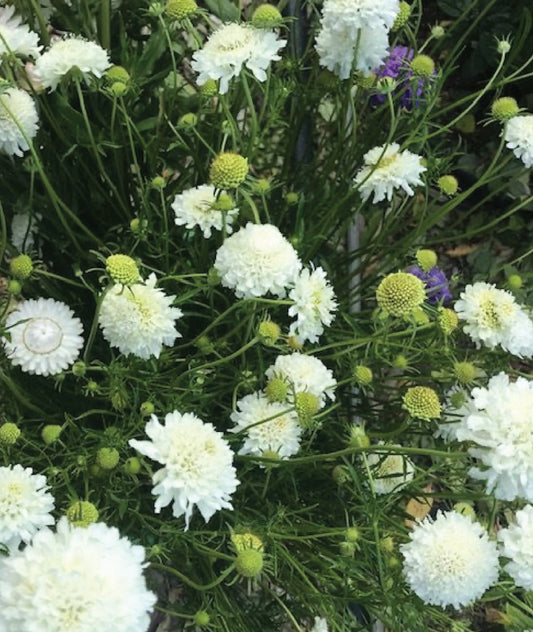 White scabious - pincushion flower