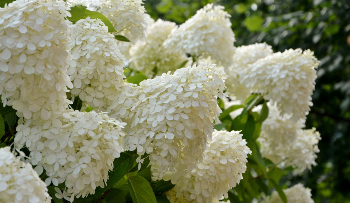 "Limelight" hydrangea