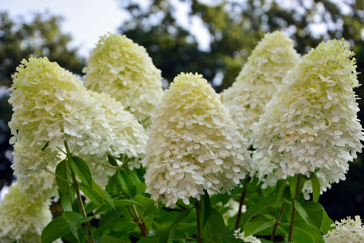 "Limelight" hydrangea