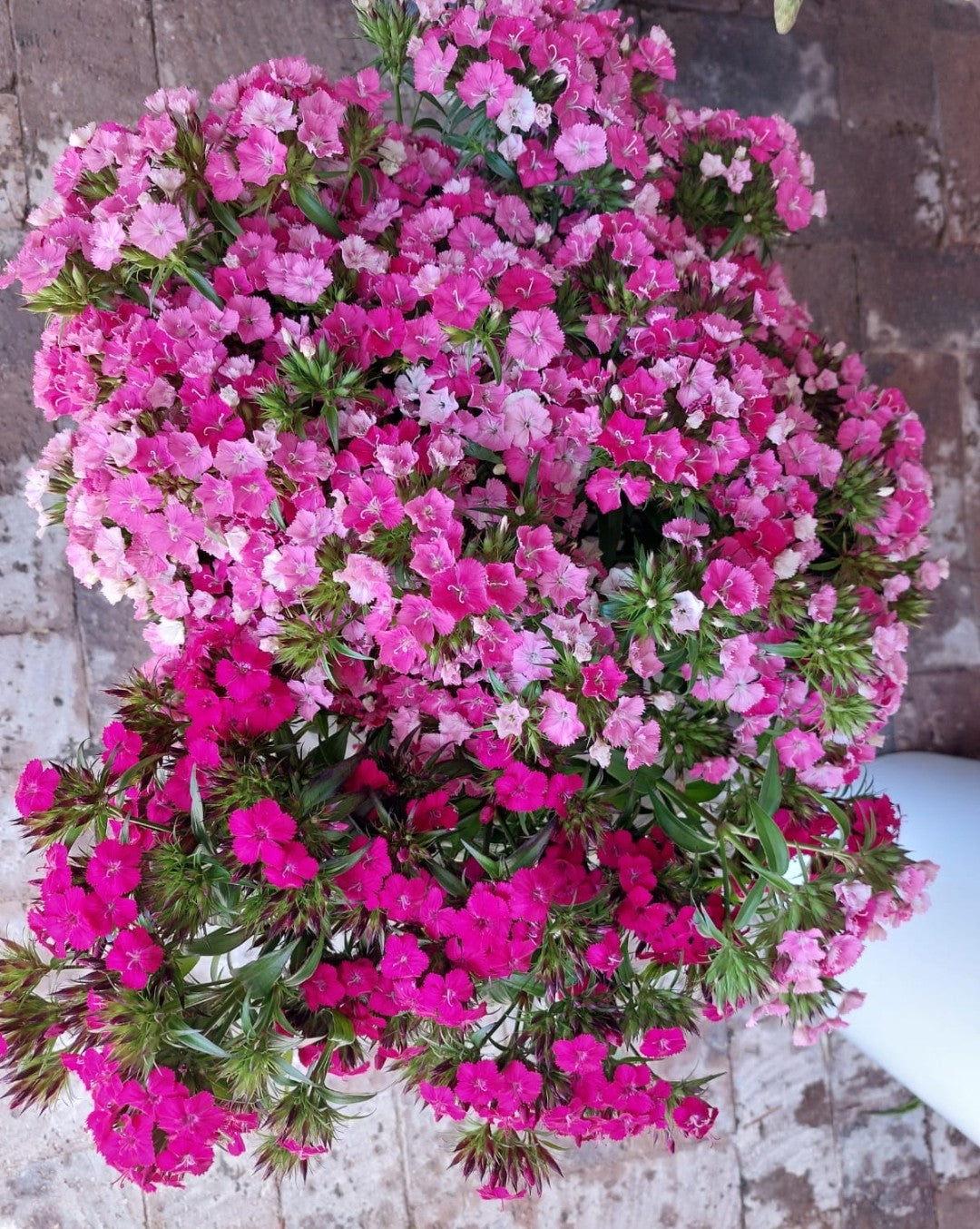 Dianthus - rose pink