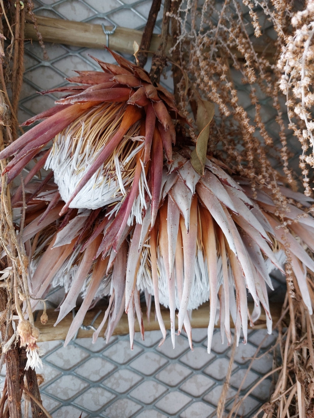 Dried proteas