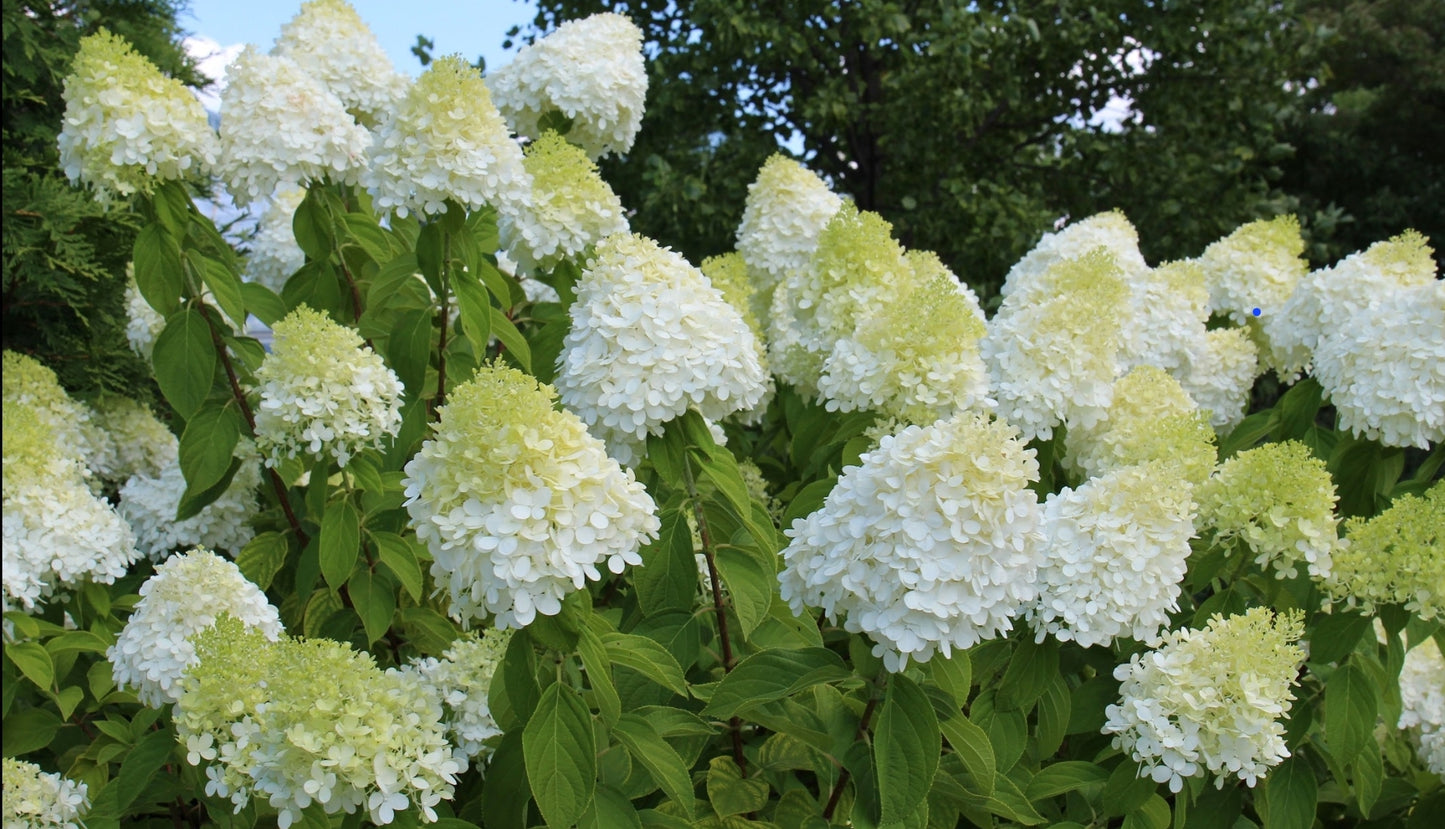 "Limelight" hydrangea